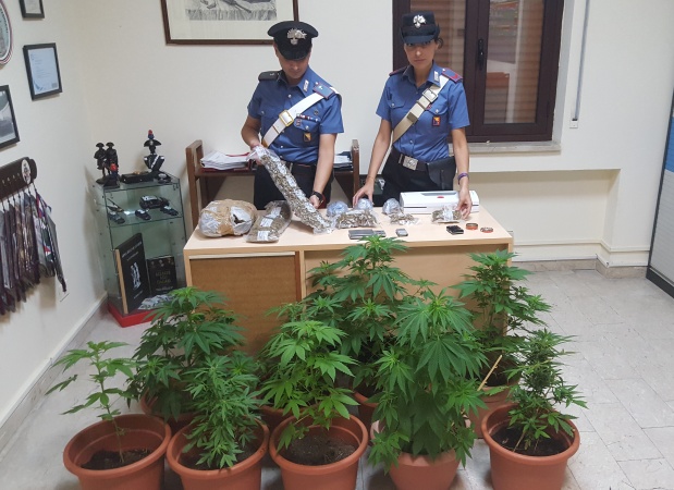 Foto delle piante e della marijuana sequestrate dai Carabinieri