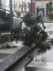 Foto di un albero caduto a Piazza La Corte Cailler (Muricello) - Messina