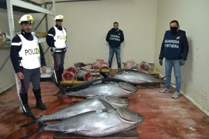 foto del tonno rosso sequestrato