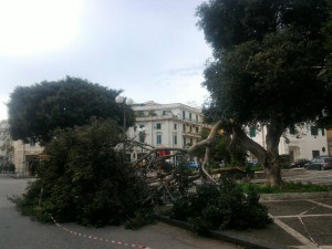 foto dell'albero crollato a Piazza del Popolo