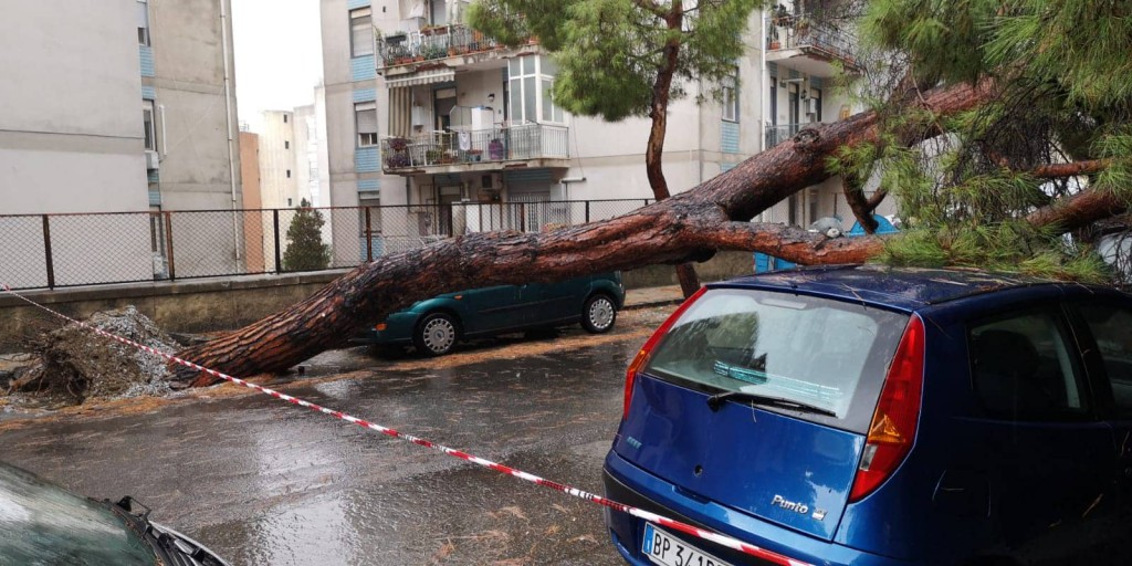 Messina - crollo albero viale regina margherita