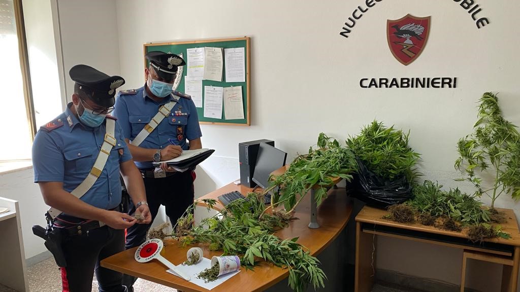 Coltivava Piante Di Cannabis Enne Arrestato Dai Carabinieri