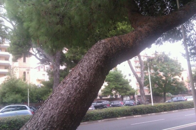 albero pericolante