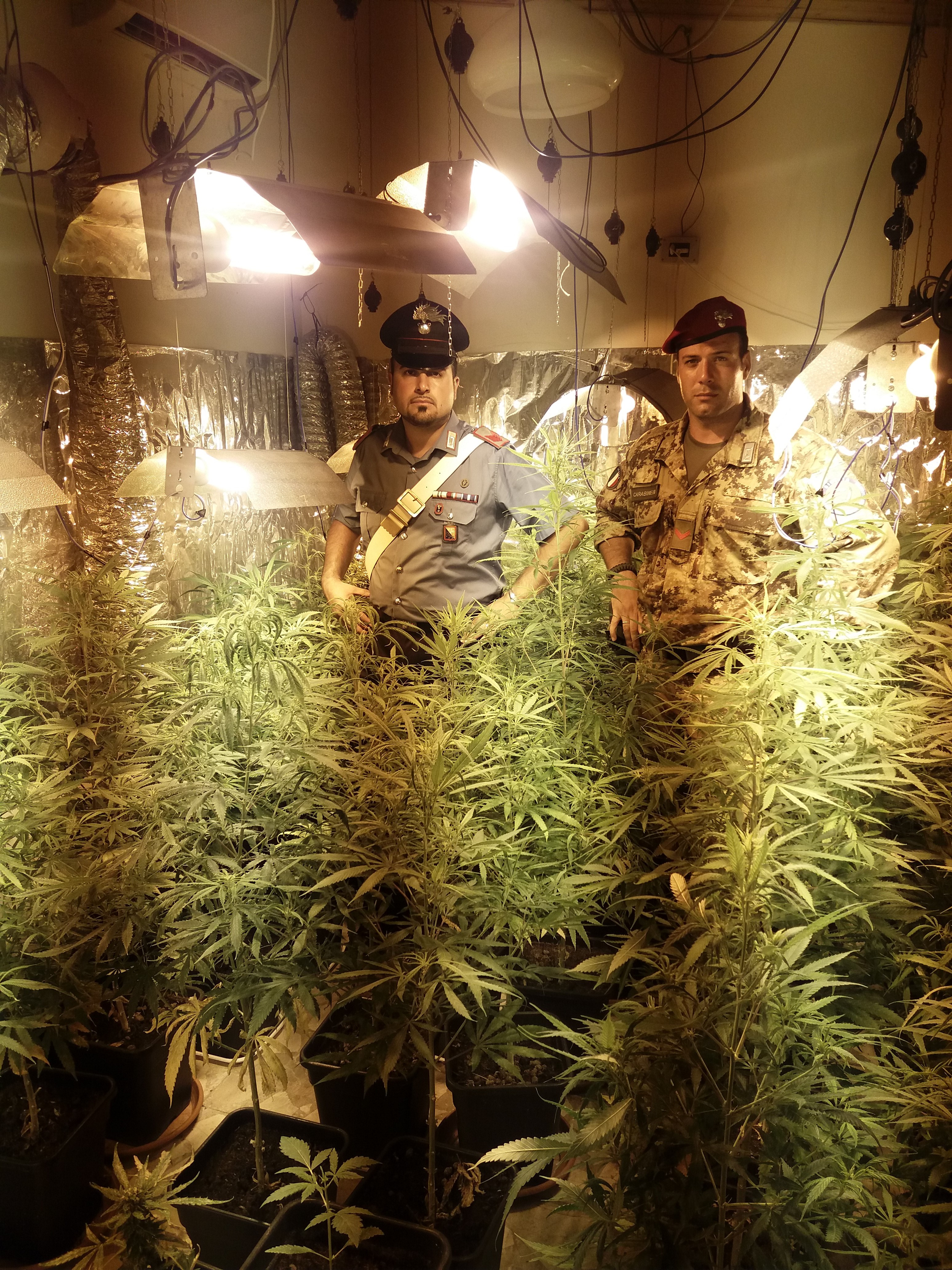 Sequestrate 90 piante di cannabis