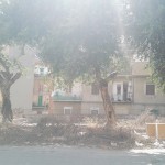Foto della potatura abusiva a Gravitelli -Messina