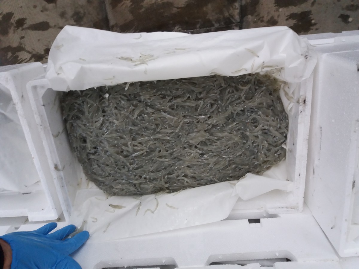 Foto dettaglio del novellamene di sardine sequestrato