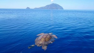 filicudi wildlife conservation - pronto soccorso tartarughe marine - isole eolie messina