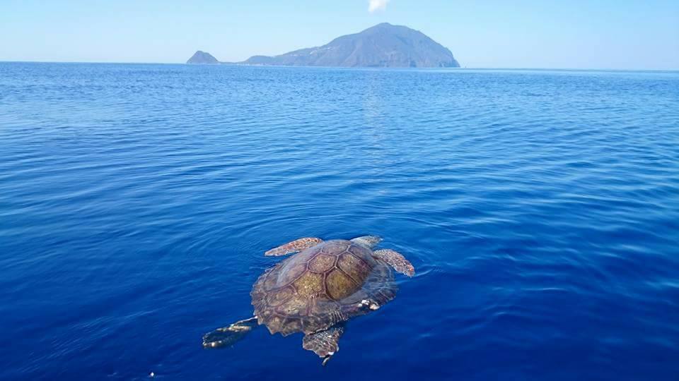 filicudi wildlife conservation - pronto soccorso tartarughe marine - isole eolie messina