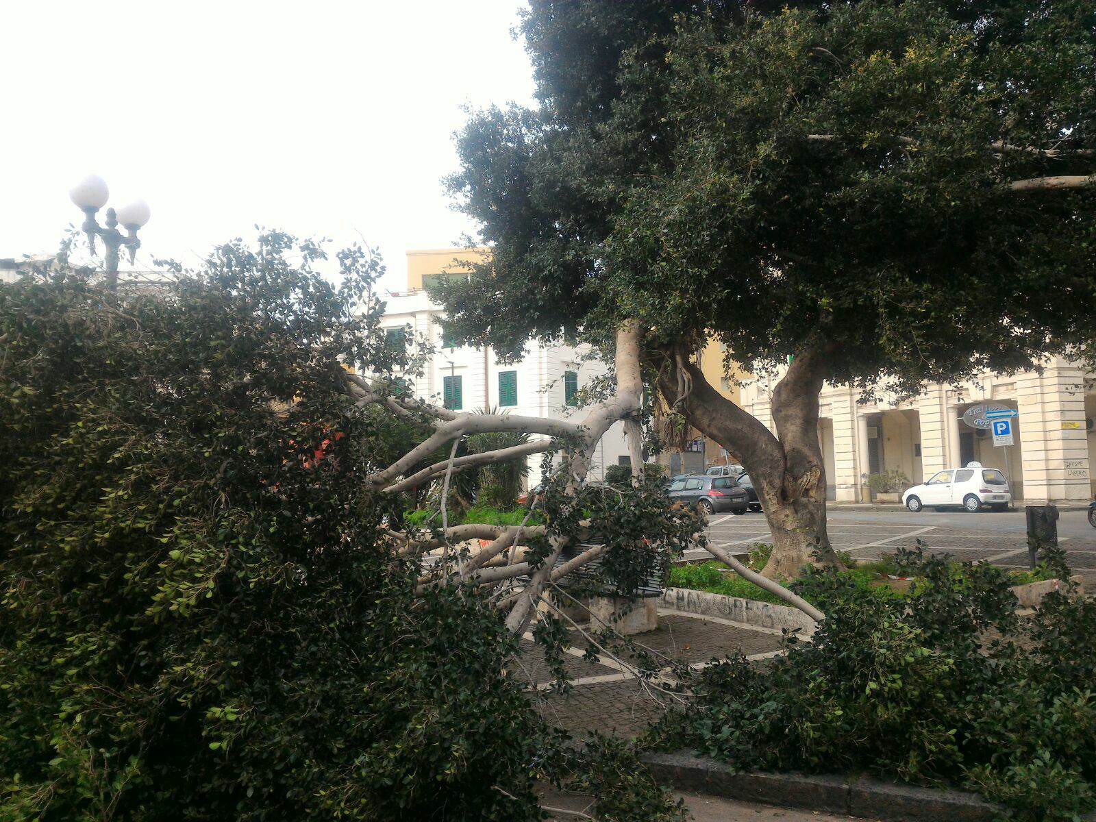 foto dell'albero crollato a Piazza del Popolo
