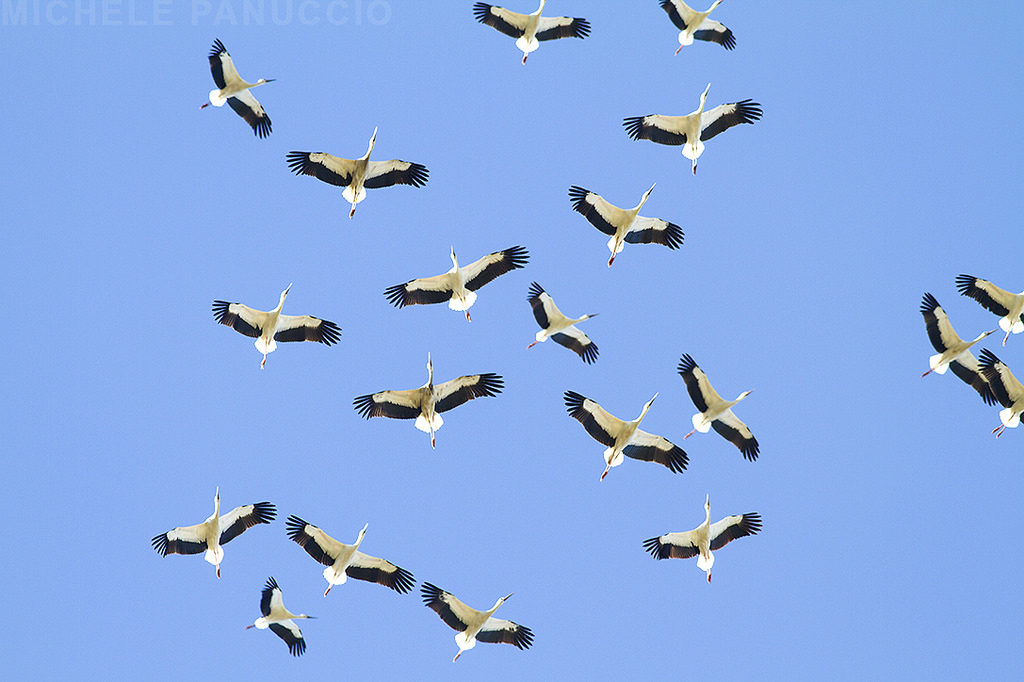 uccelli migratori studi terna