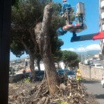foto di alberi abbattuti viale italia