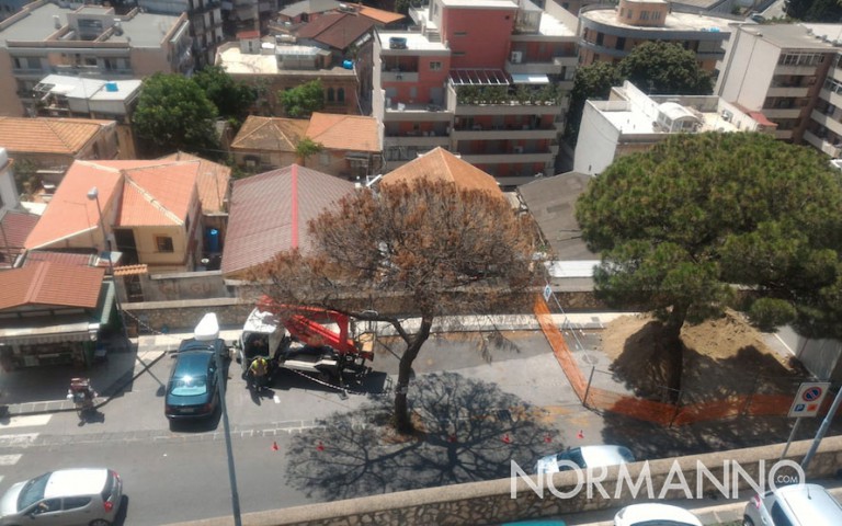 foto degli alberi abbattuti in viale italia