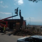 foto di alberi abbattuti viale italia