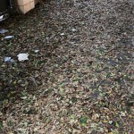 Decoro Messina pulizia foglie Tommaso Cannizzaro