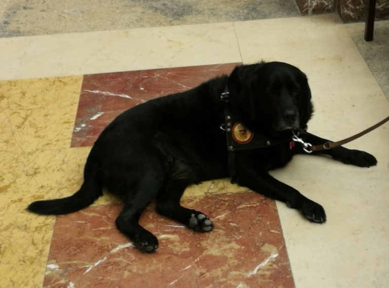 foto di un cane guida a Palazzo Zanca per la XIII Giornata nazionale del cane guida