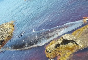 foto del capodoglio siso morto nel mare delle isole eolie intrappolato in una rete illegale da pesca