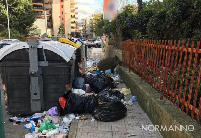 Foto dei cinghiali in mezzo ai cassonetti colmi di immondizia, rifiuti Messina