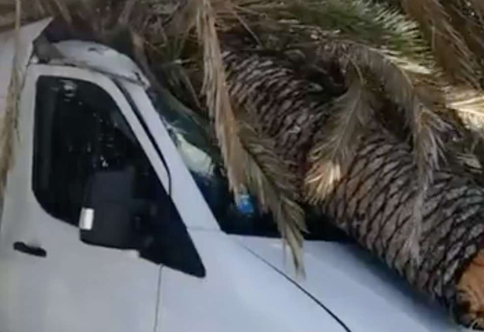 palma caduta su un furgoncino a causa delle raffiche di vento che stanno colpendo messina
