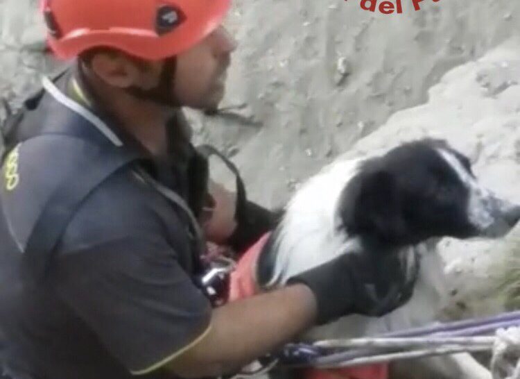 vigili del fuoco salvano un cane caduto in un dirupo a vulcano