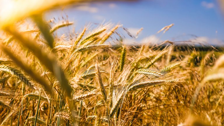 grano, agricoltura