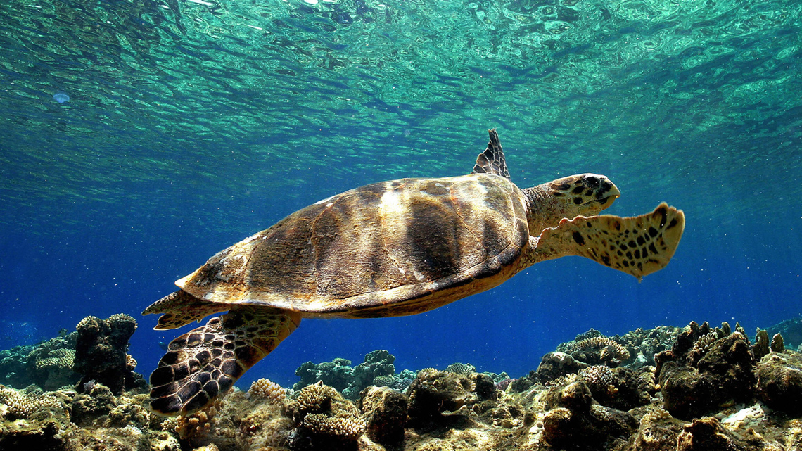 foto di una tartaruga marina caretta caretta