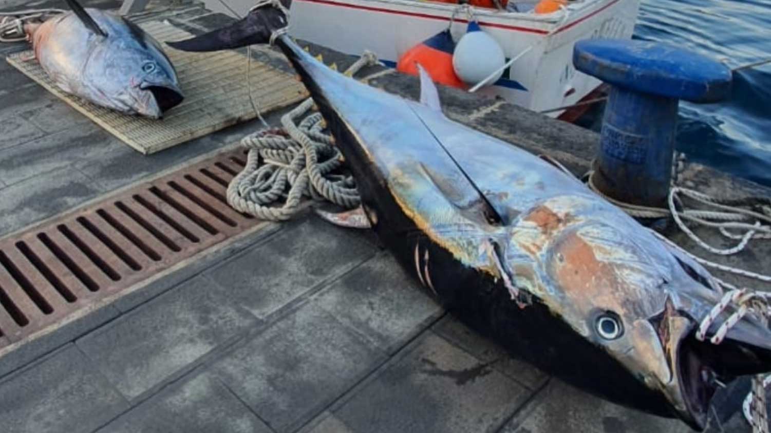 foto di due esemplari di tonno rosso pescati illegalmente e sequestrati dalla Guardia di Finanza