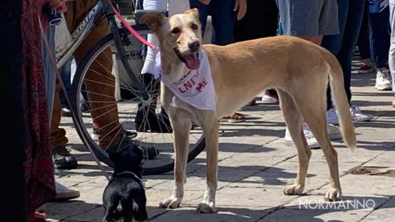 foto di un cane cane rifugio don blasco durante protesta per il bando per la gestione dei canili di messina