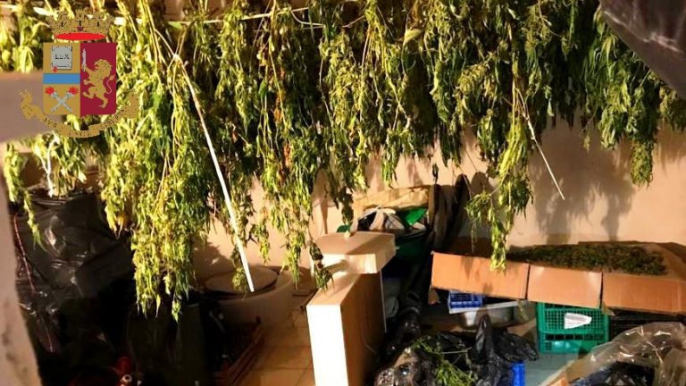 serra artificiale per la coltivazione di marijuana a Messina: arrestata 31enne a Santa Lucia Sopra Contesse