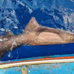 squalo salvato alle isole eolie
