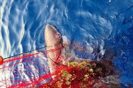 squalo salvato alle isole eolie