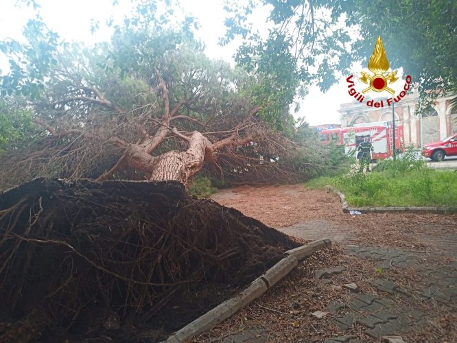 albero crollato nei pressi della stazione abbandonata di milazzo