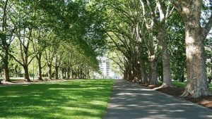 forestazione urbana, foresta, alberi