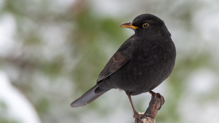 giorni della merla 2023