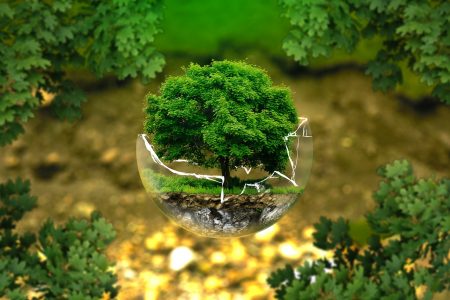 ambiente, terra, alberi, sostenibilità