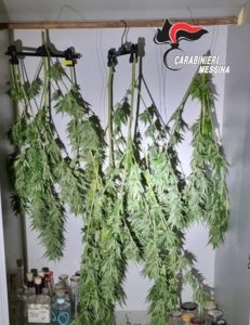 arresto per droga: cannabis ad essiccare nell'armadio