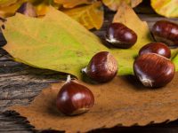 sagre novembre 2023 messina e provincia (foto di castagne)